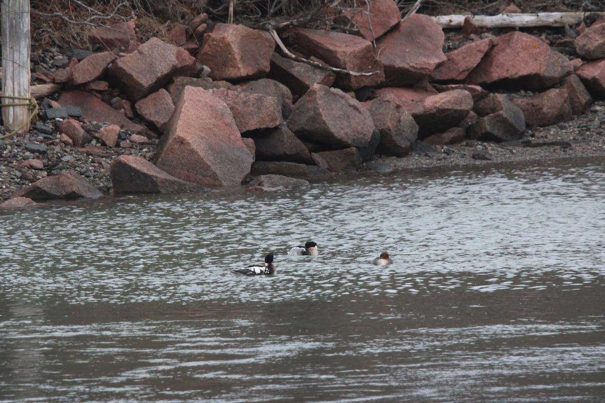 Red-breasted Merganser - ML647179183