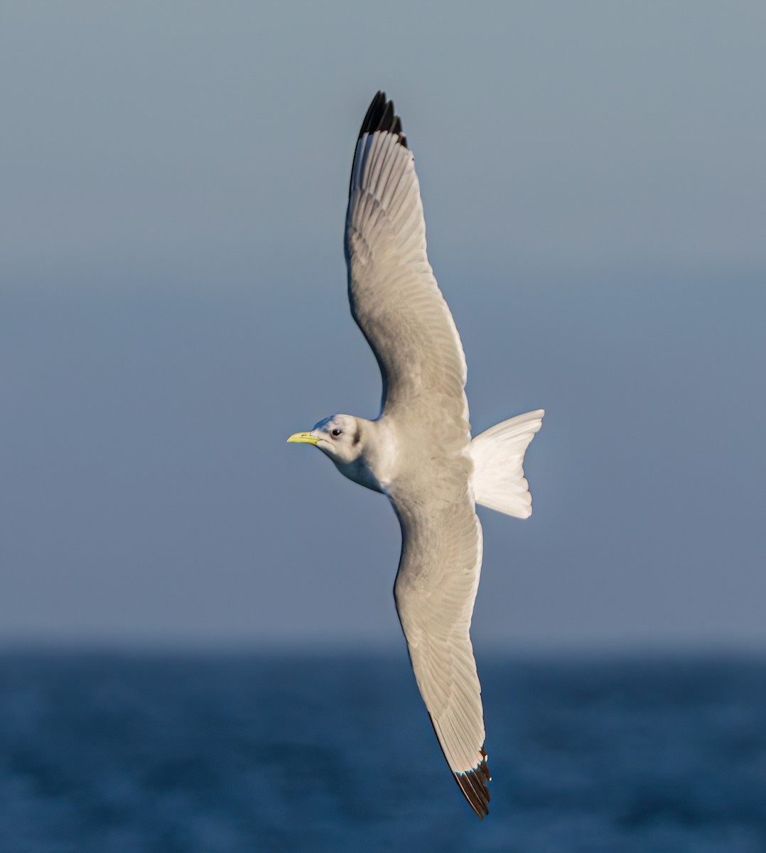 krykkje - ML647179185