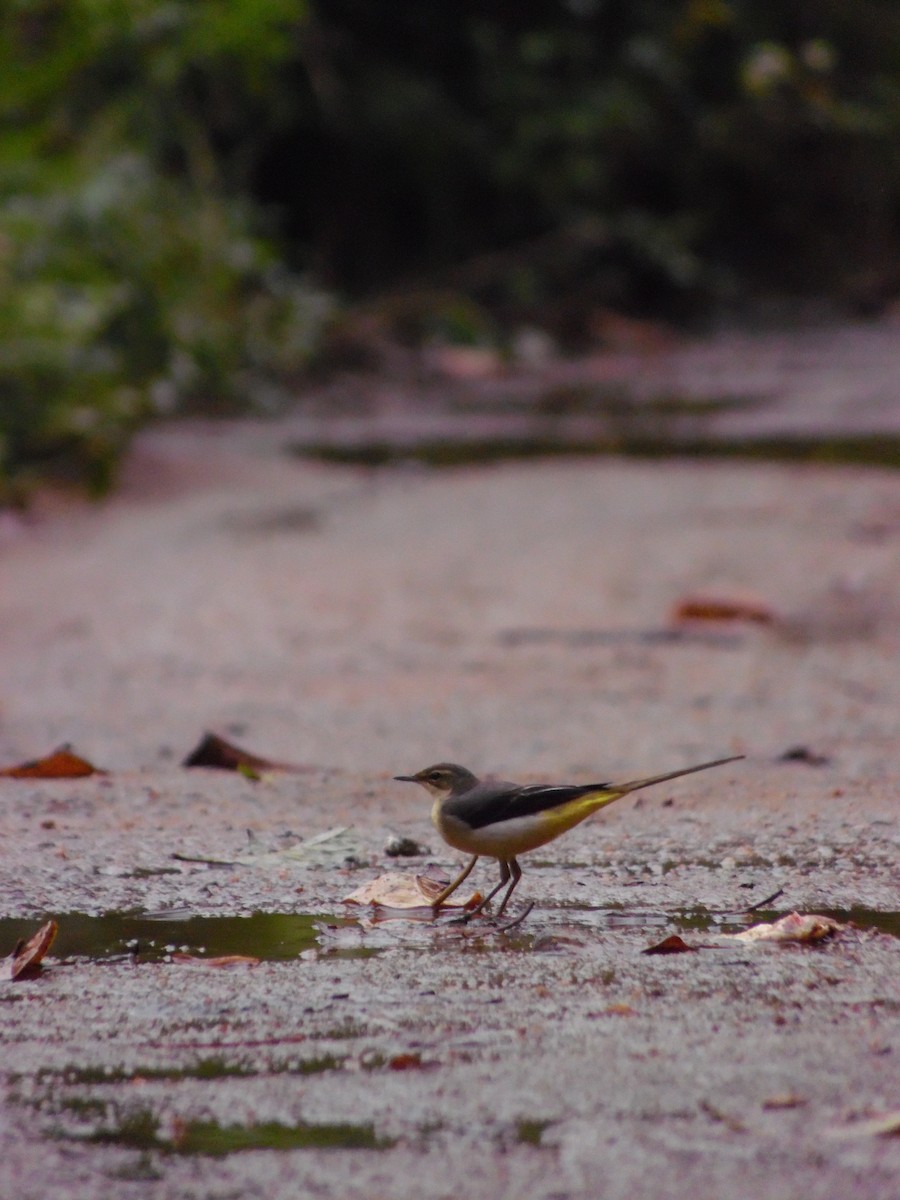 konipas horský - ML647179187