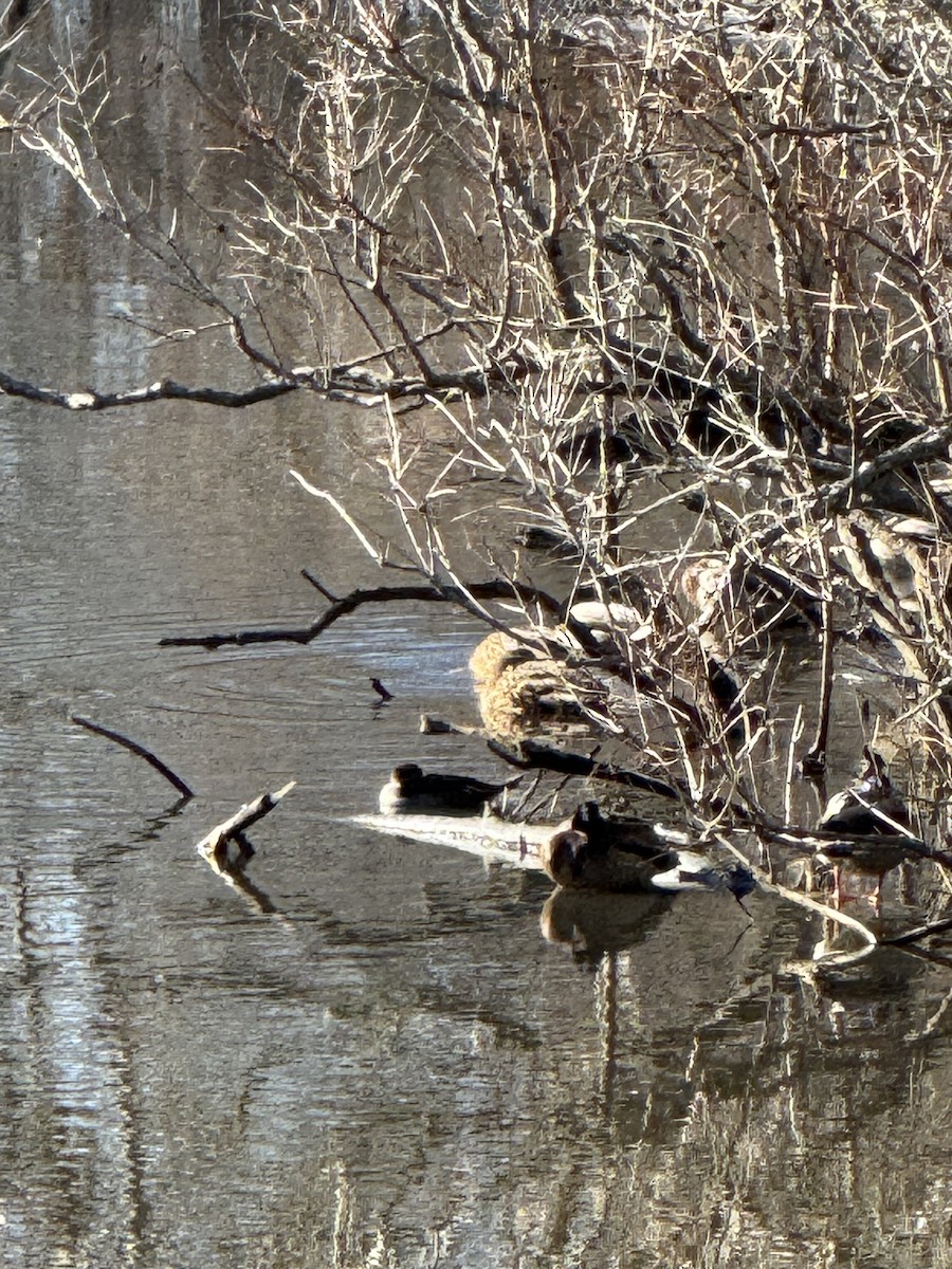 Mallard - ML647179188