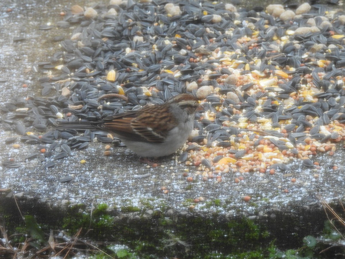 Chipping Sparrow - ML647179190