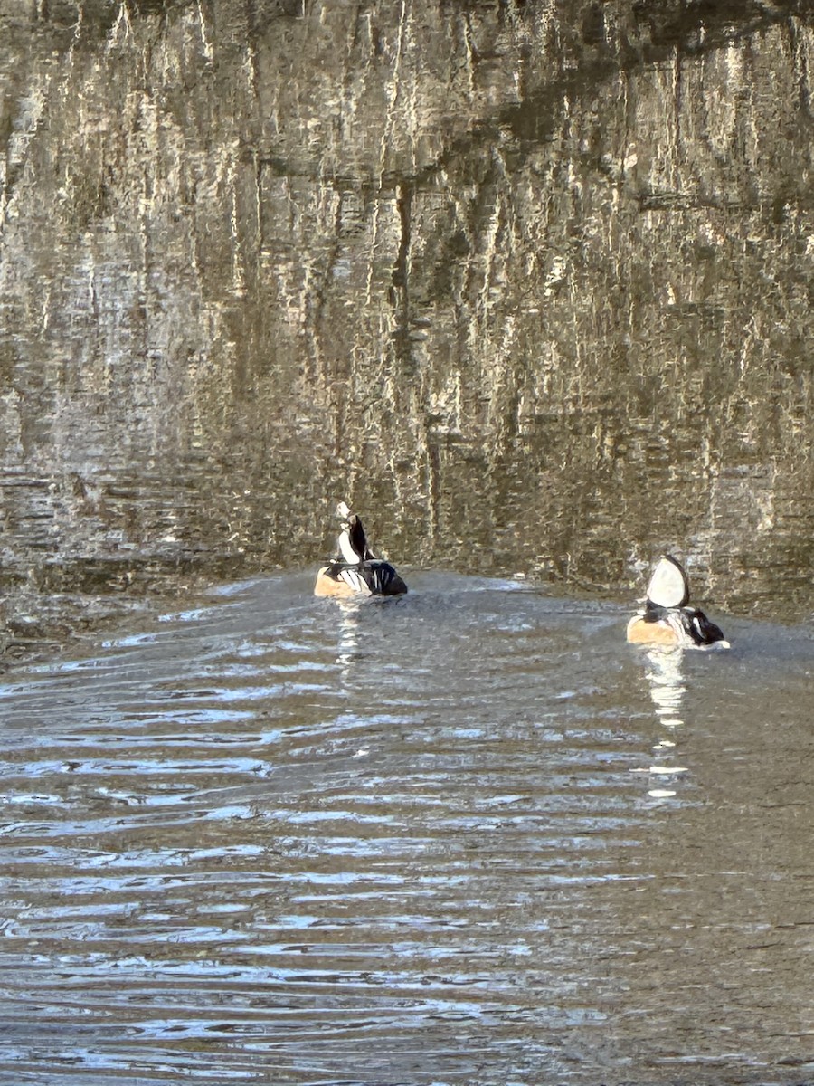 Hooded Merganser - ML647179192