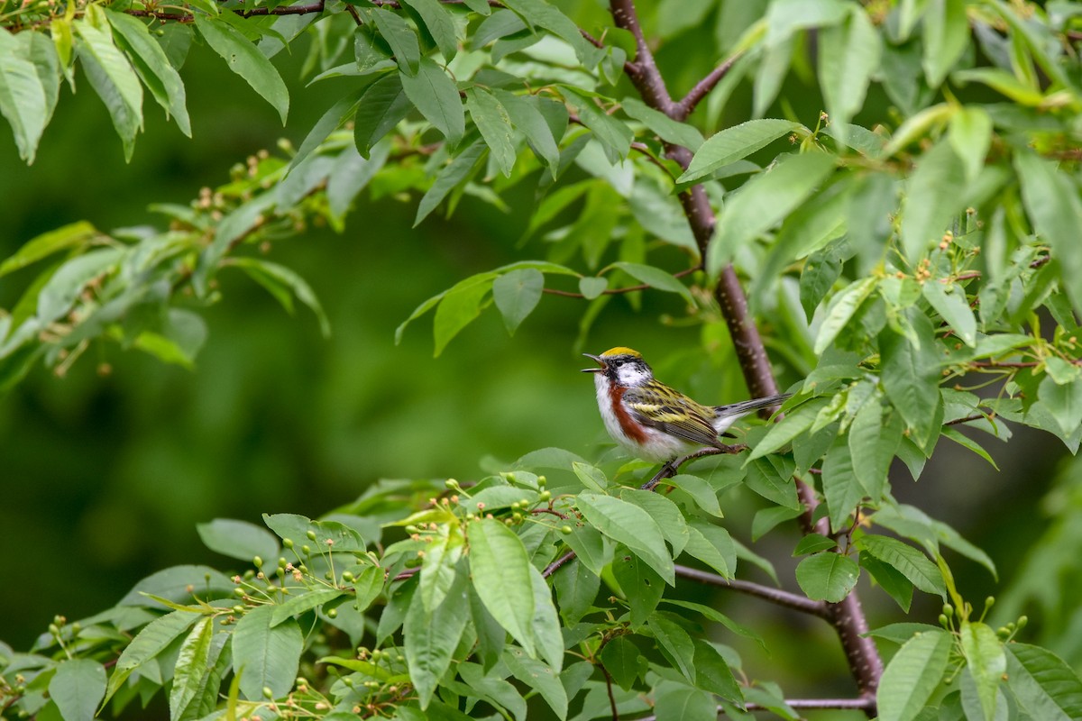 Kestane Omuzlu Ötleğen - ML647179206