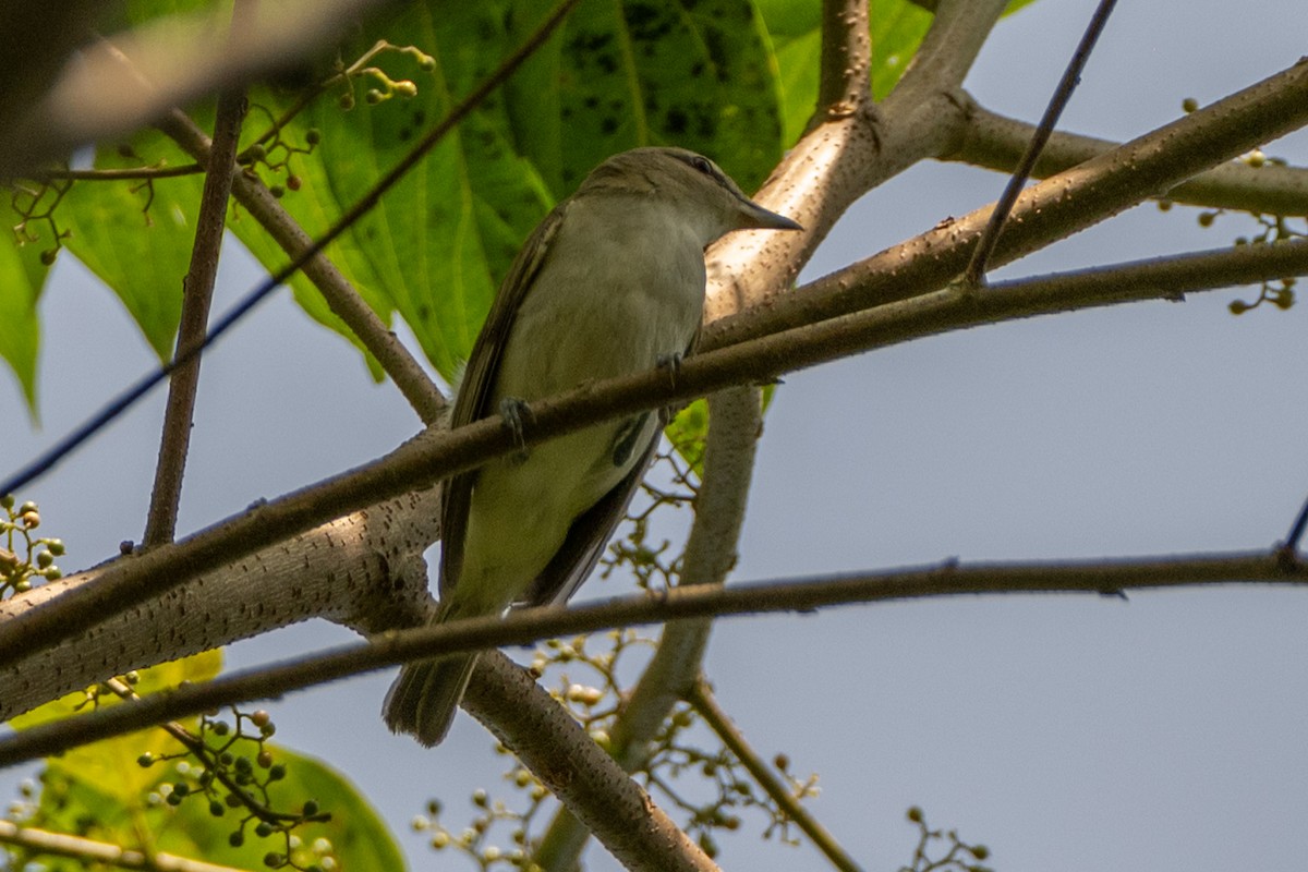 Chivi Vireo - ML647179207