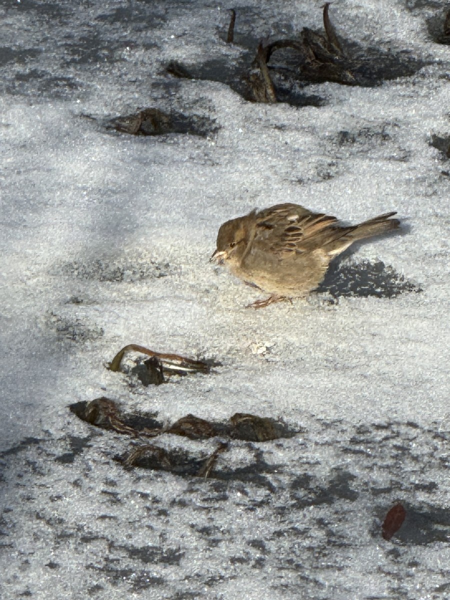 House Sparrow - ML647179210