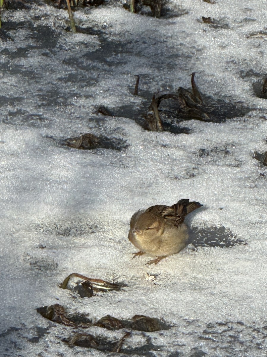 House Sparrow - ML647179211