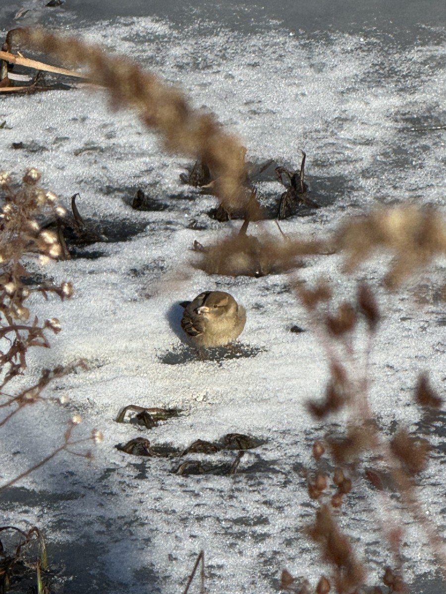 House Sparrow - ML647179212
