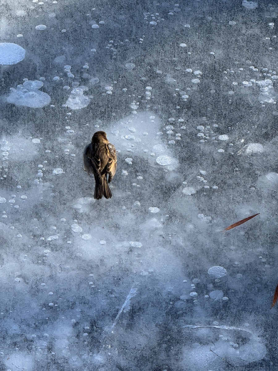 House Sparrow - ML647179213