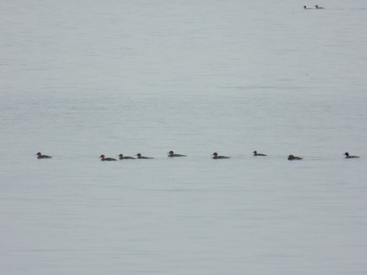 Red-breasted Merganser - ML647179222