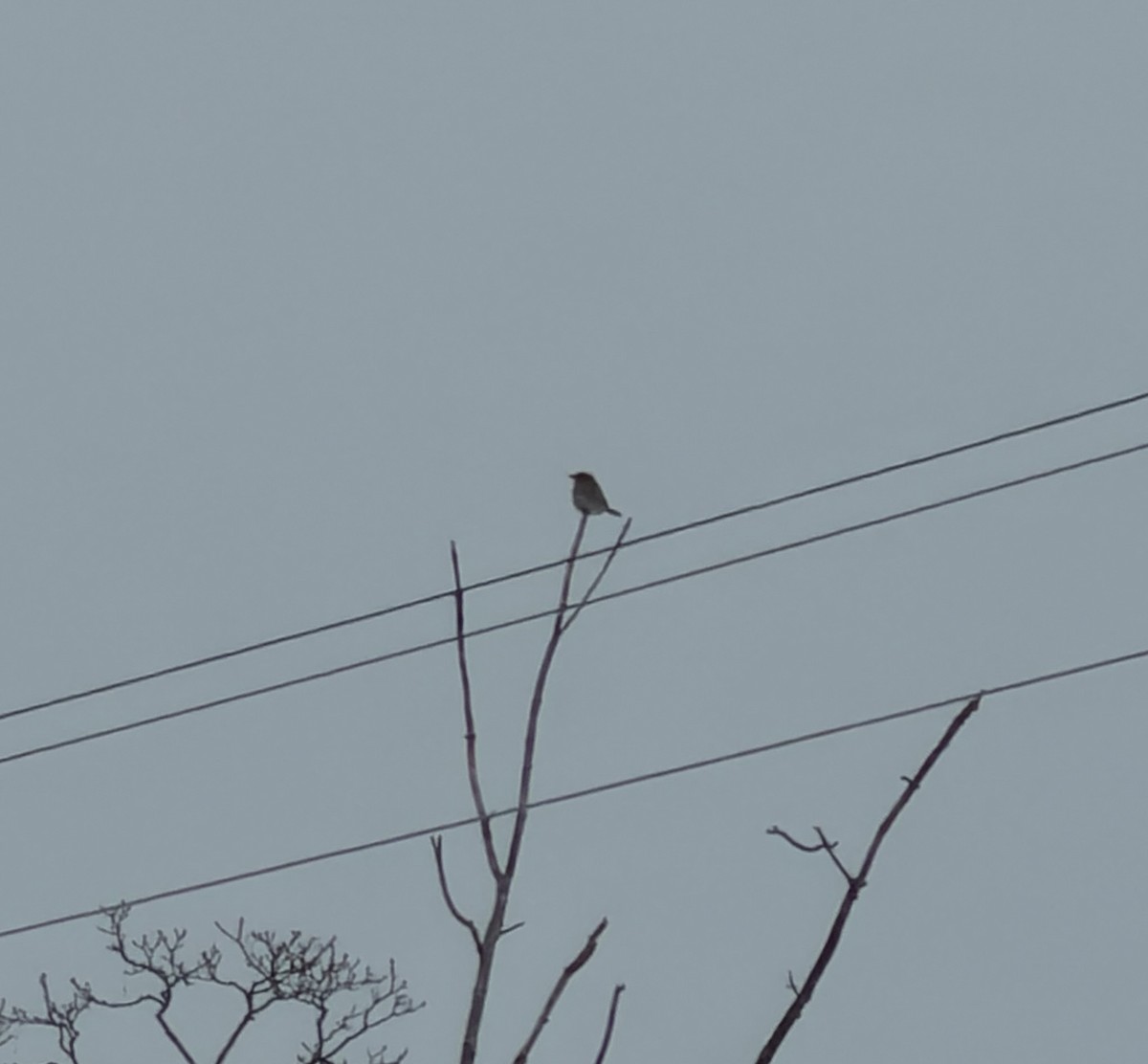 オオモズ - ML647179247