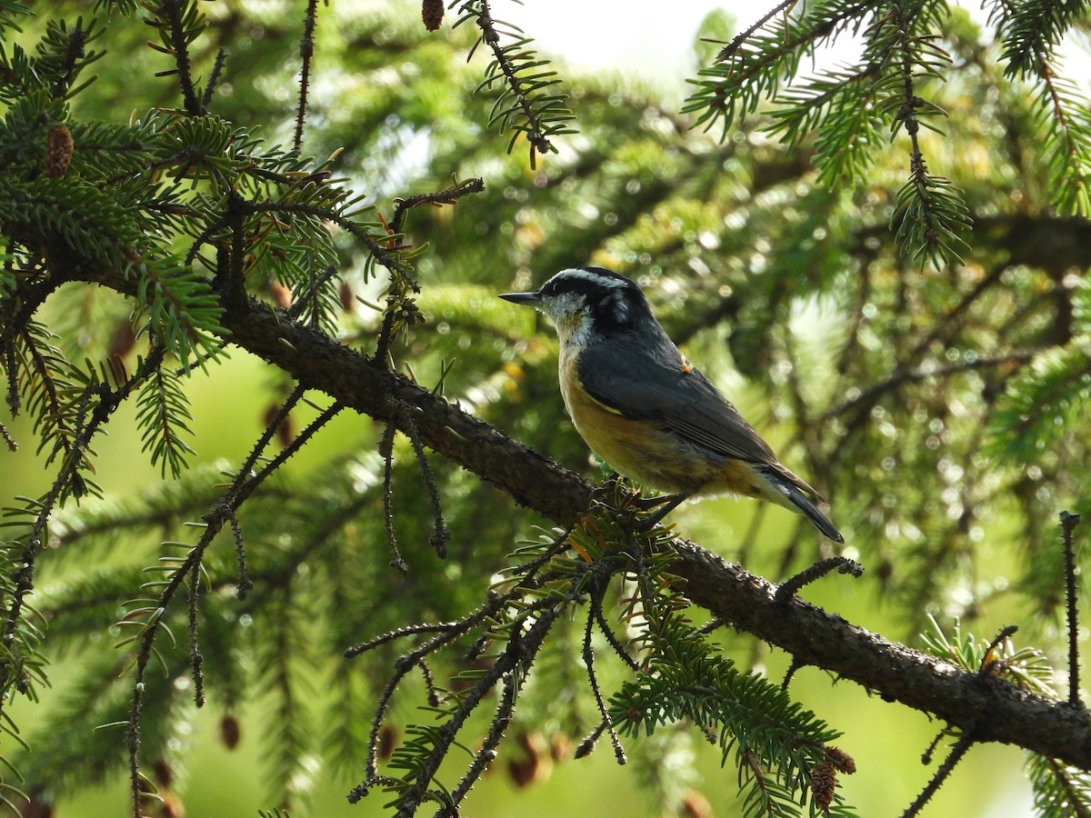 Kanada Sıvacısı - ML647179250