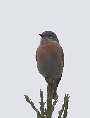 Western Bluebird - ML647179251