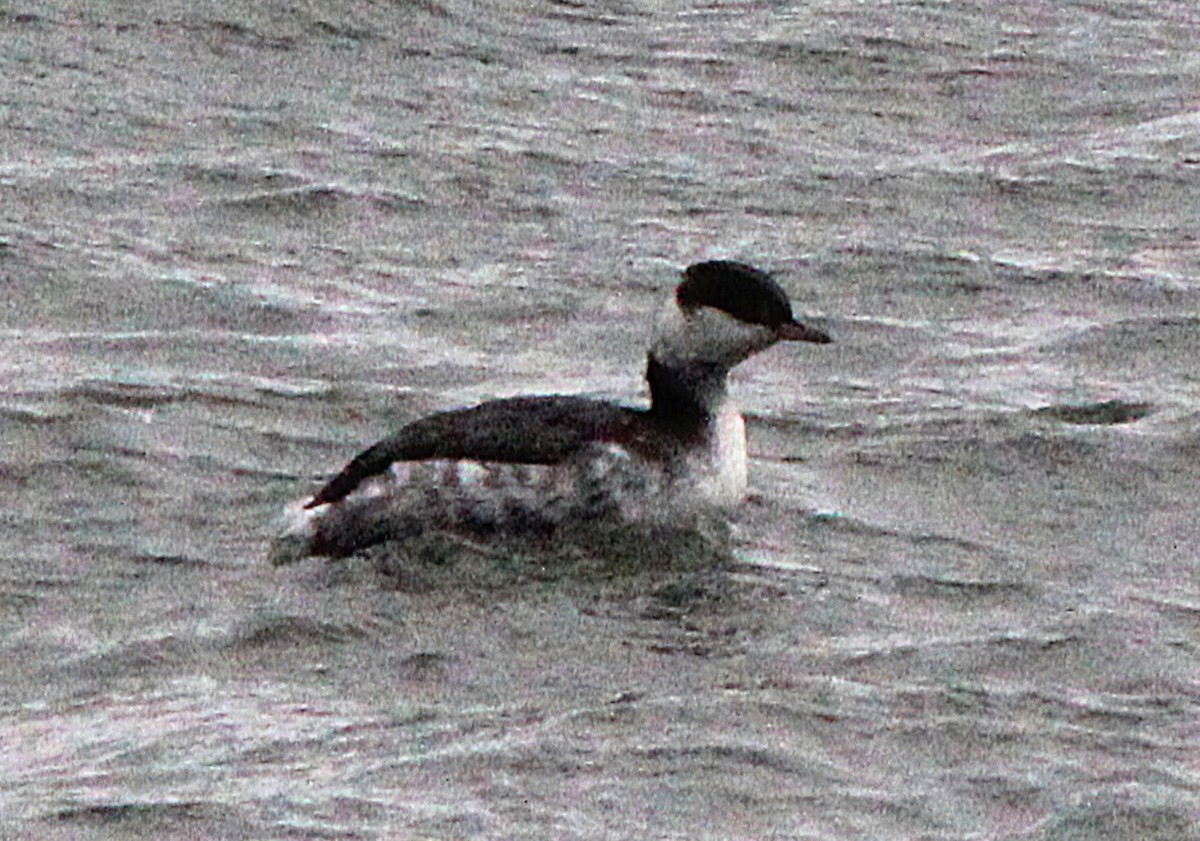 ミミカイツブリ - ML647179257