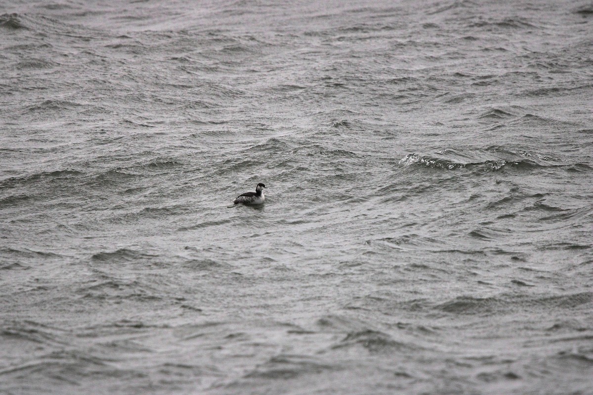 ミミカイツブリ - ML647179258