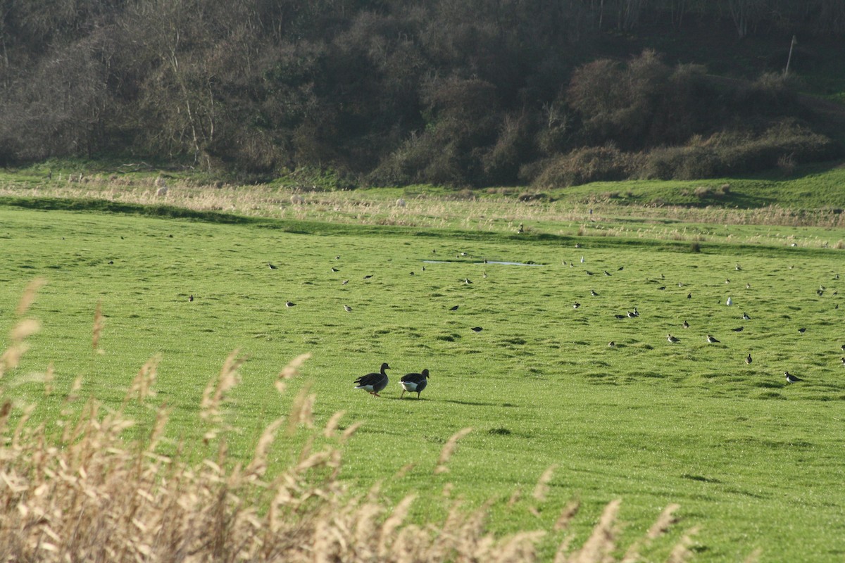 Graylag Goose - ML647179261