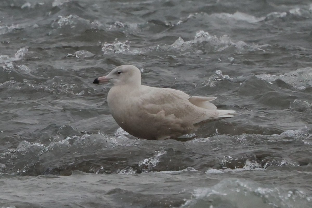 Gavión Hiperbóreo - ML647179268