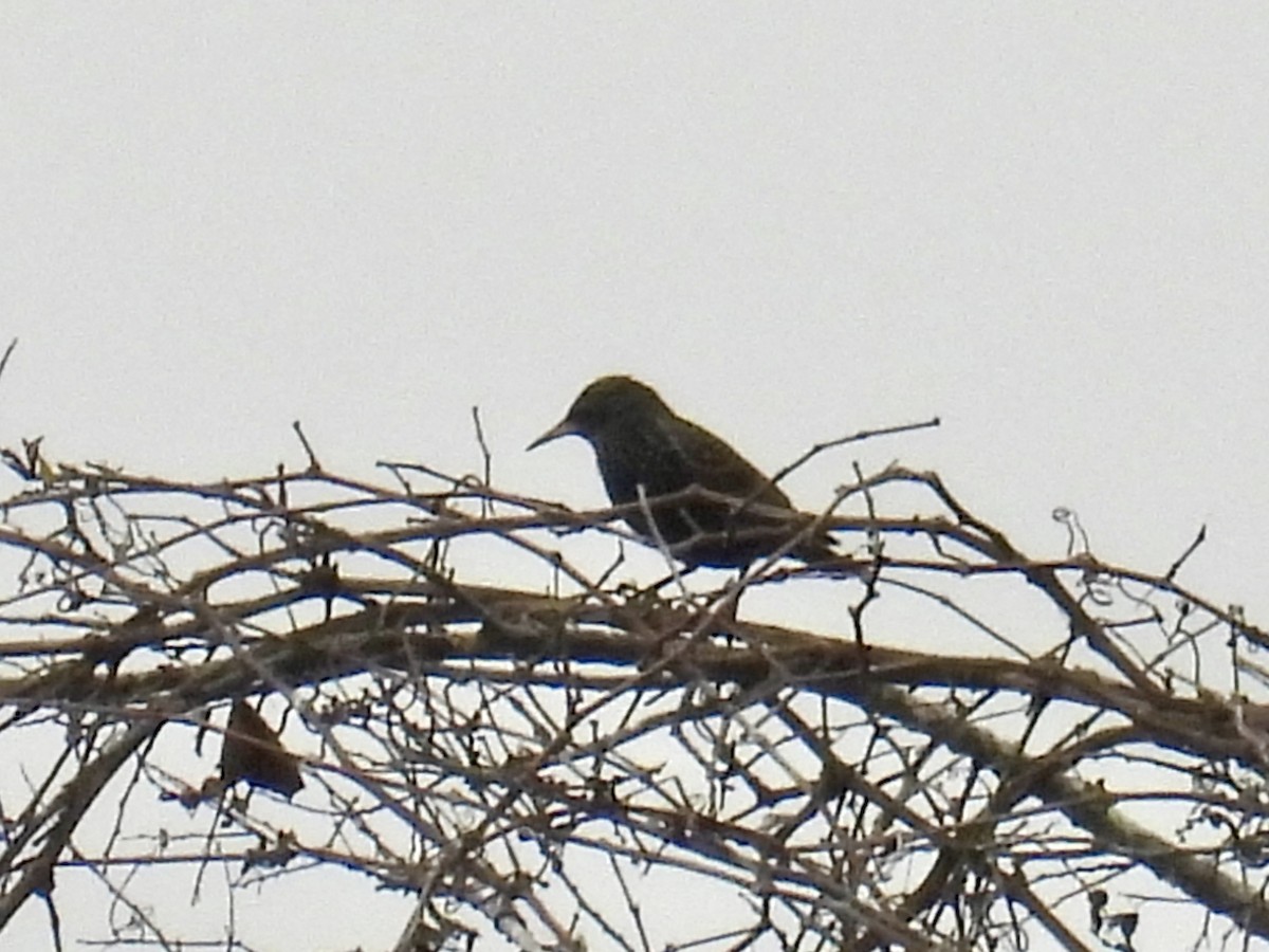 Хар тодол - ML647179272