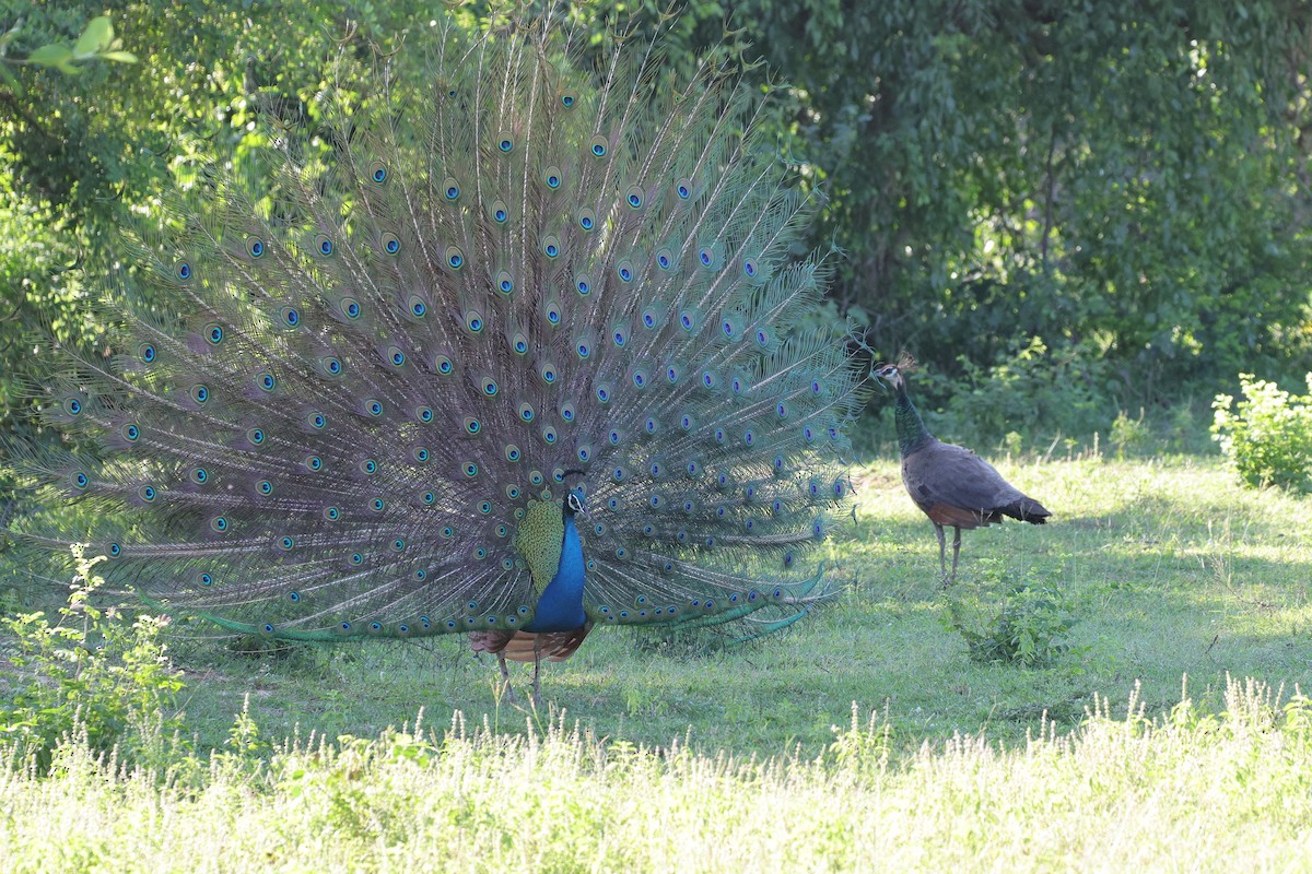 Indian Peafowl - ML647179285
