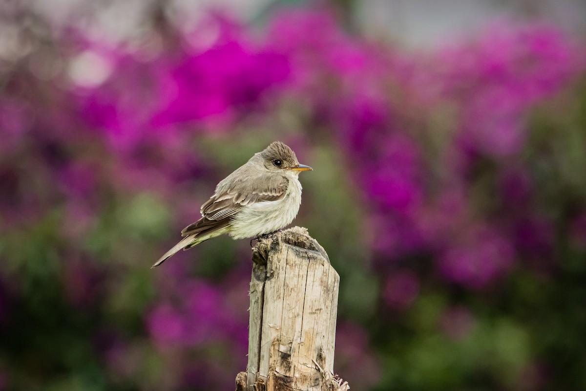 Восточный пиви - ML647179304