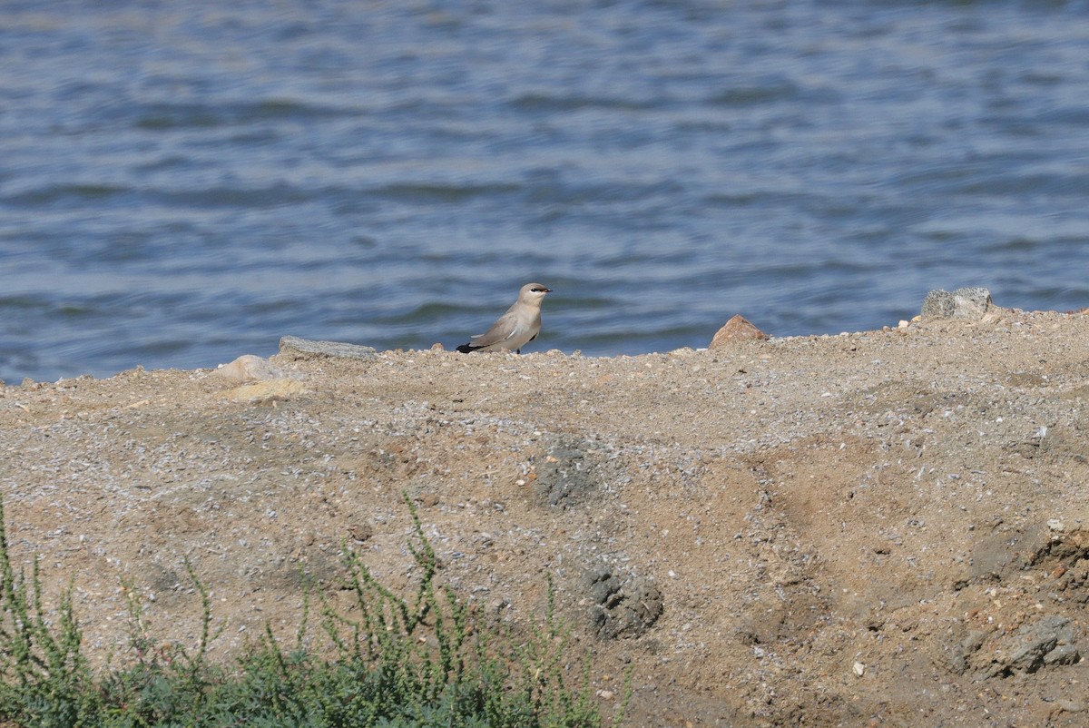 ヒメツバメチドリ - ML647179305