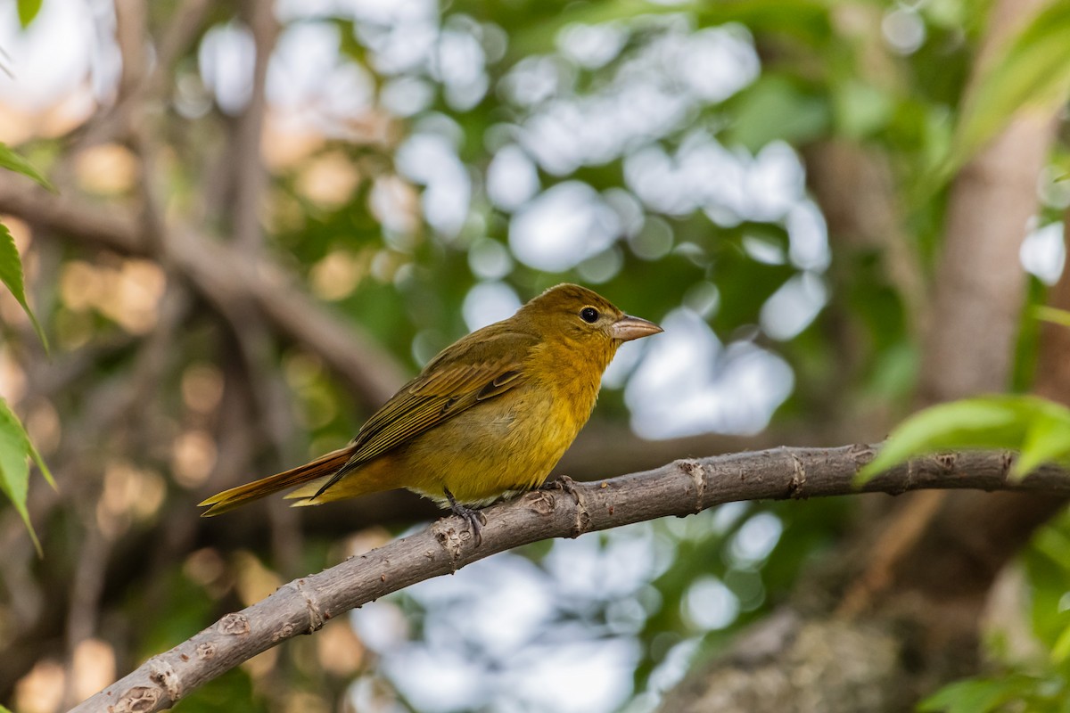 ナツフウキンチョウ - ML647179306