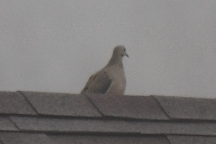 ナゲキバト - ML647179307