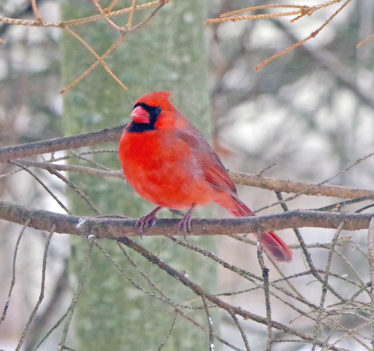 ショウジョウコウカンチョウ - ML647179308