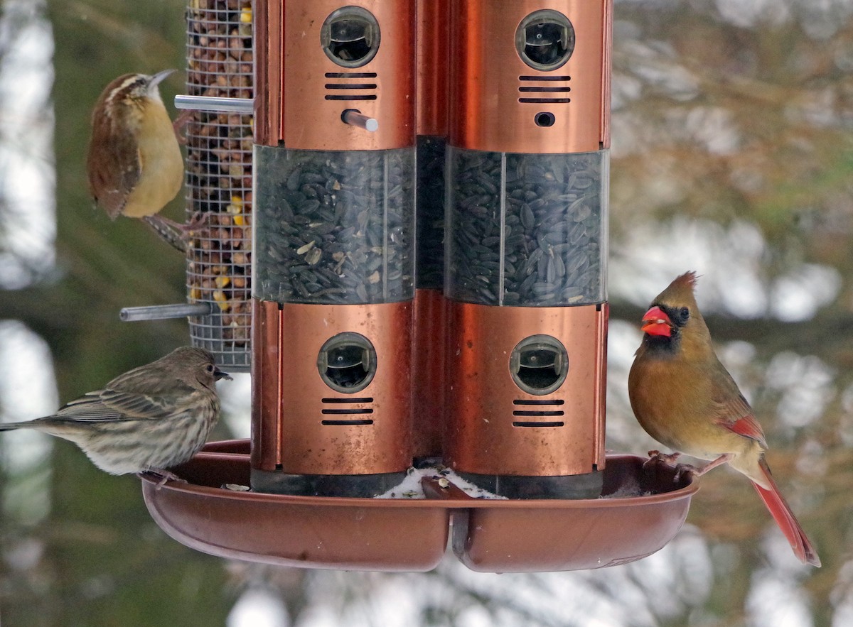 ショウジョウコウカンチョウ - ML647179309