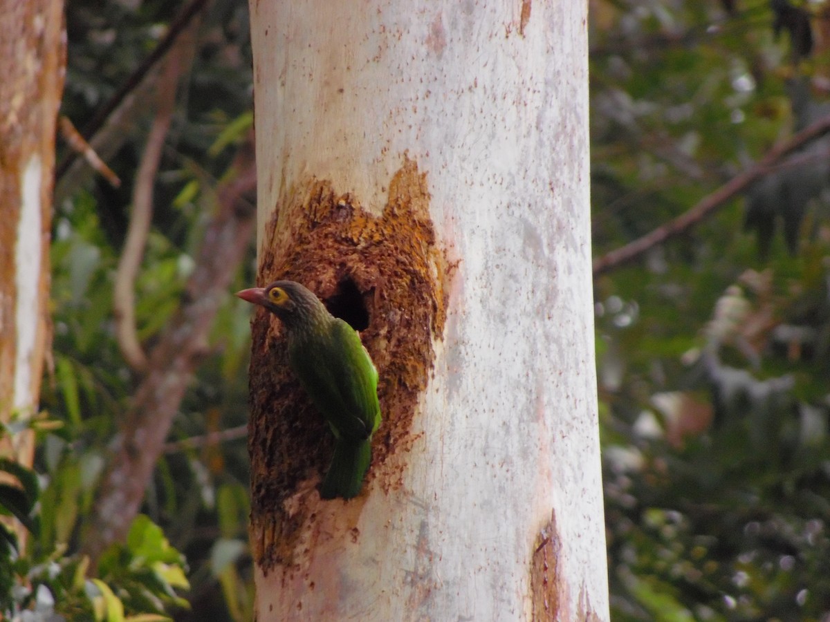 ミドリオオゴシキドリ - ML647179310