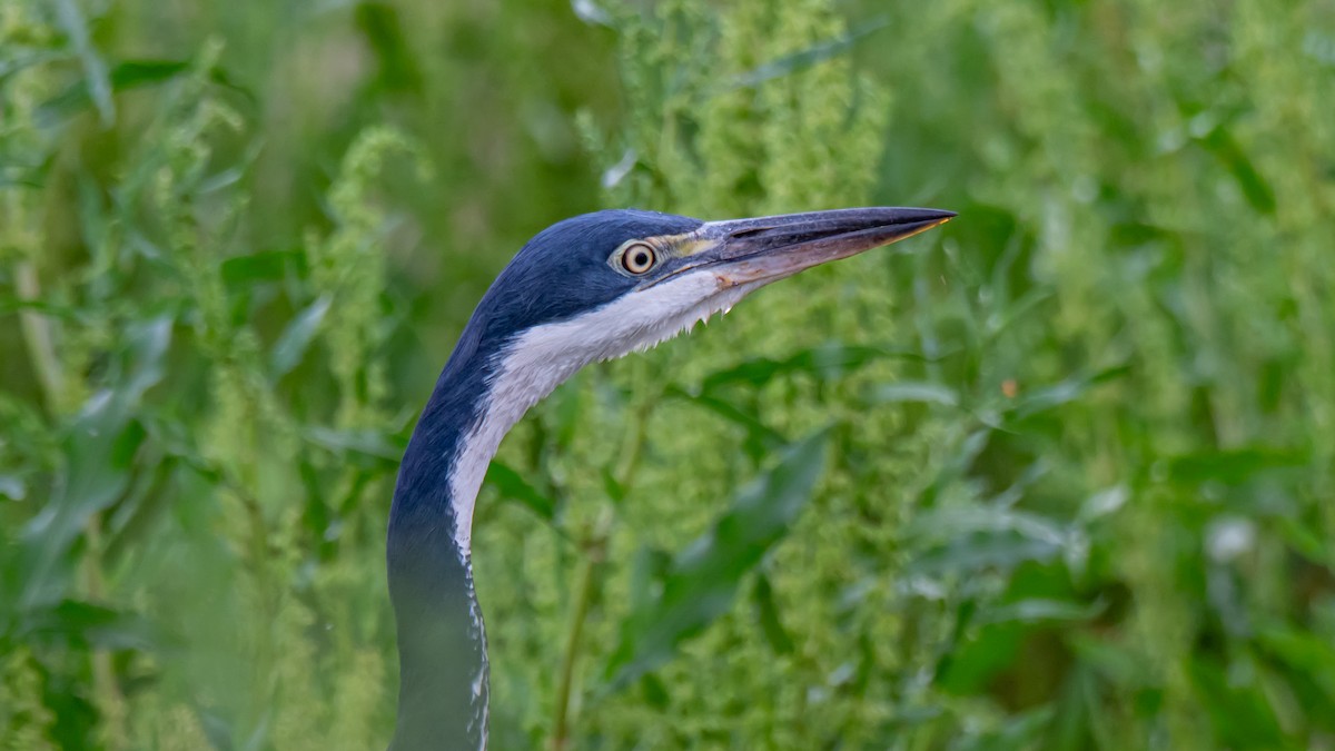 ズグロアオサギ - ML647179311