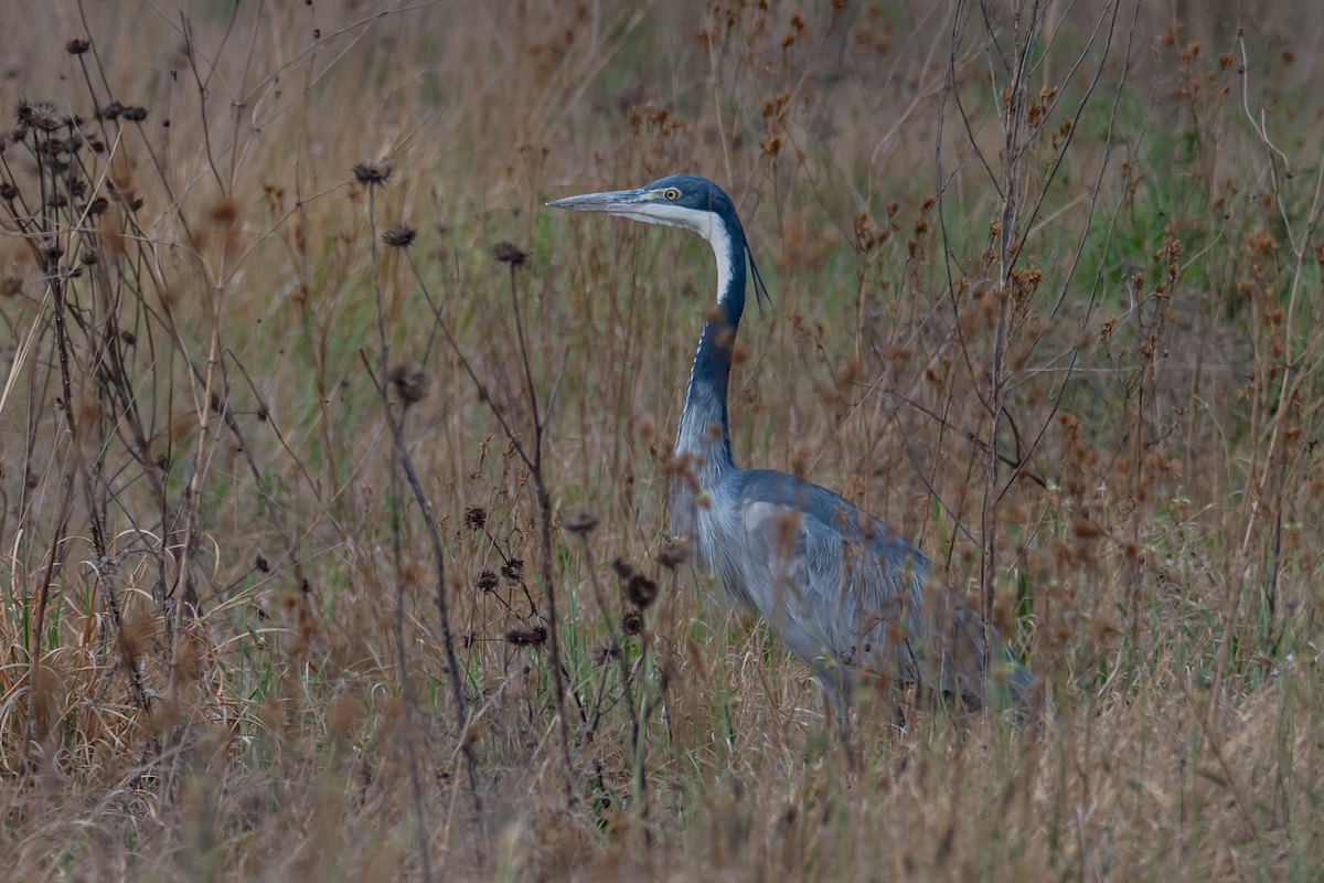 ズグロアオサギ - ML647179312