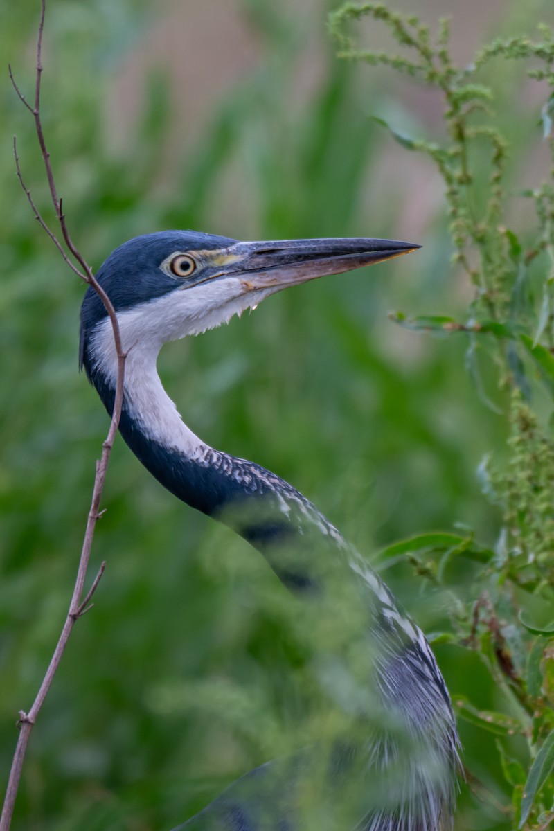 Black-headed Heron - ML647179313