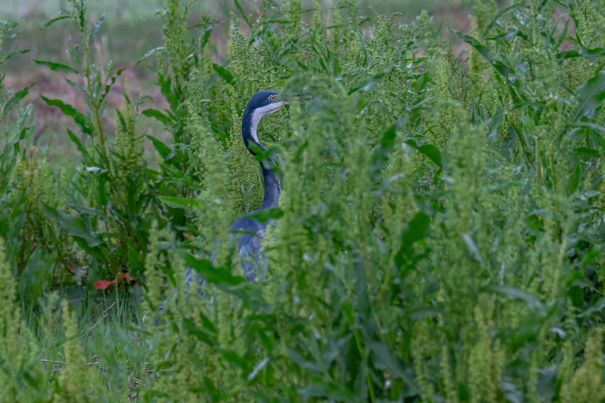 ズグロアオサギ - ML647179314