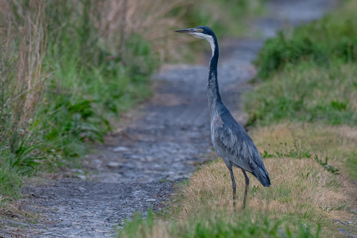 ズグロアオサギ - ML647179315