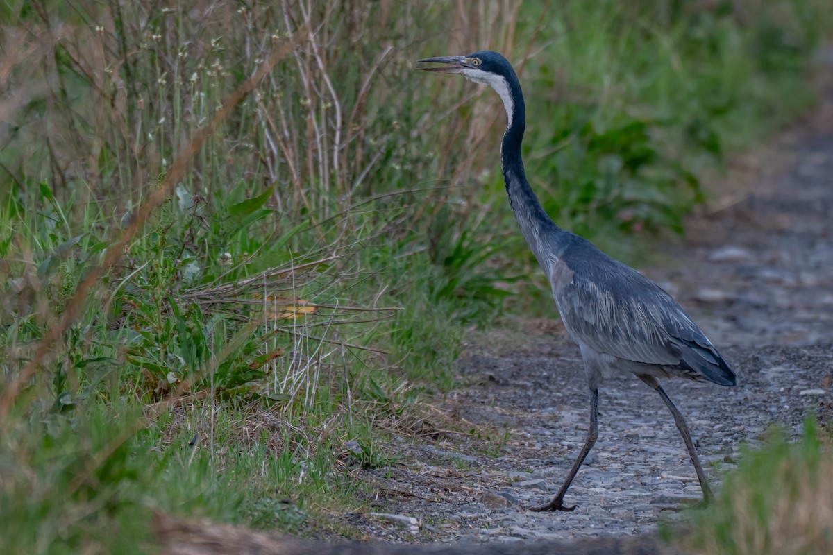 Black-headed Heron - ML647179316