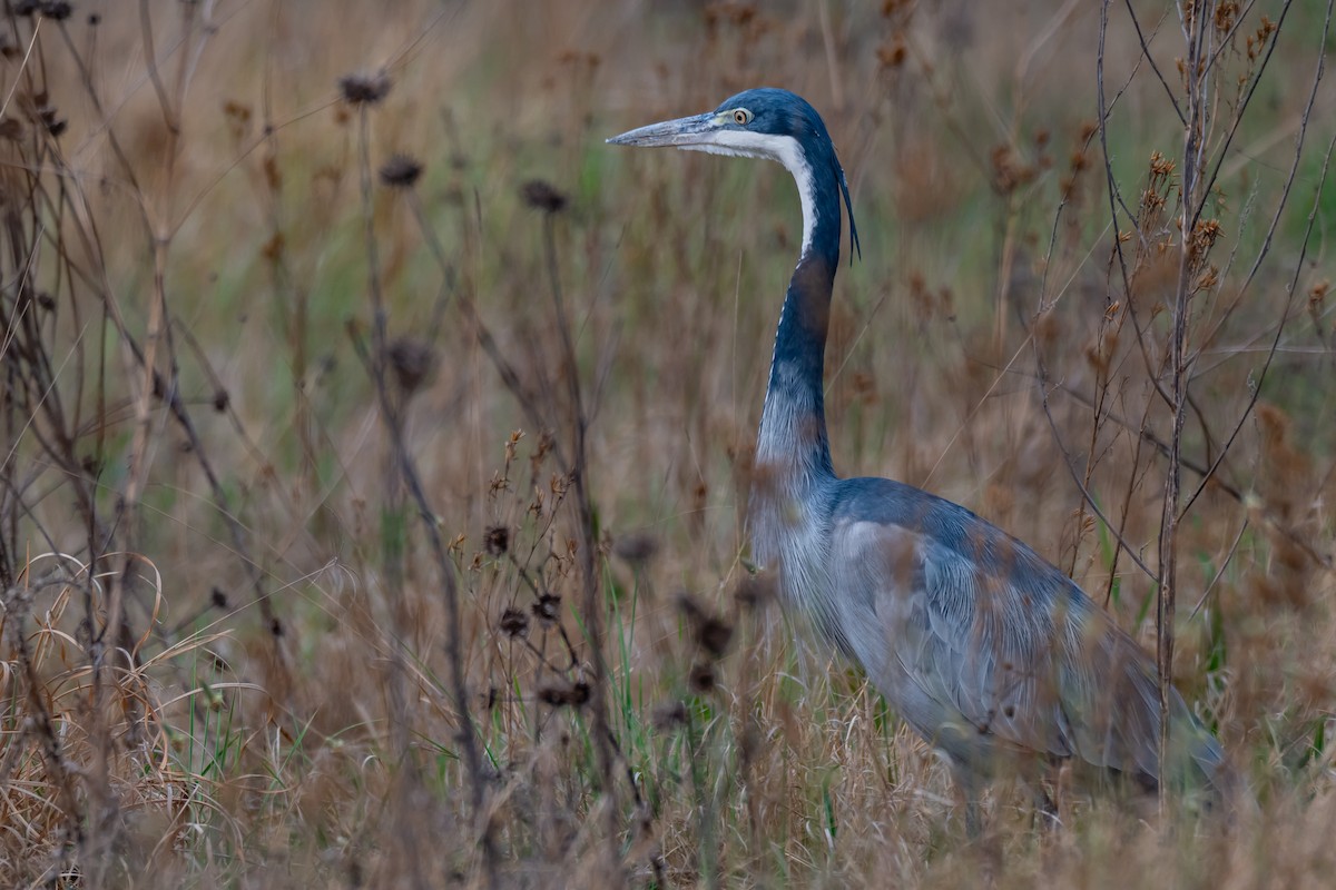 ズグロアオサギ - ML647179317