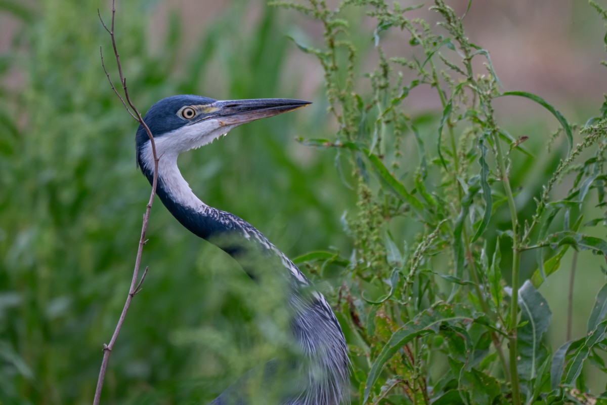 ズグロアオサギ - ML647179318