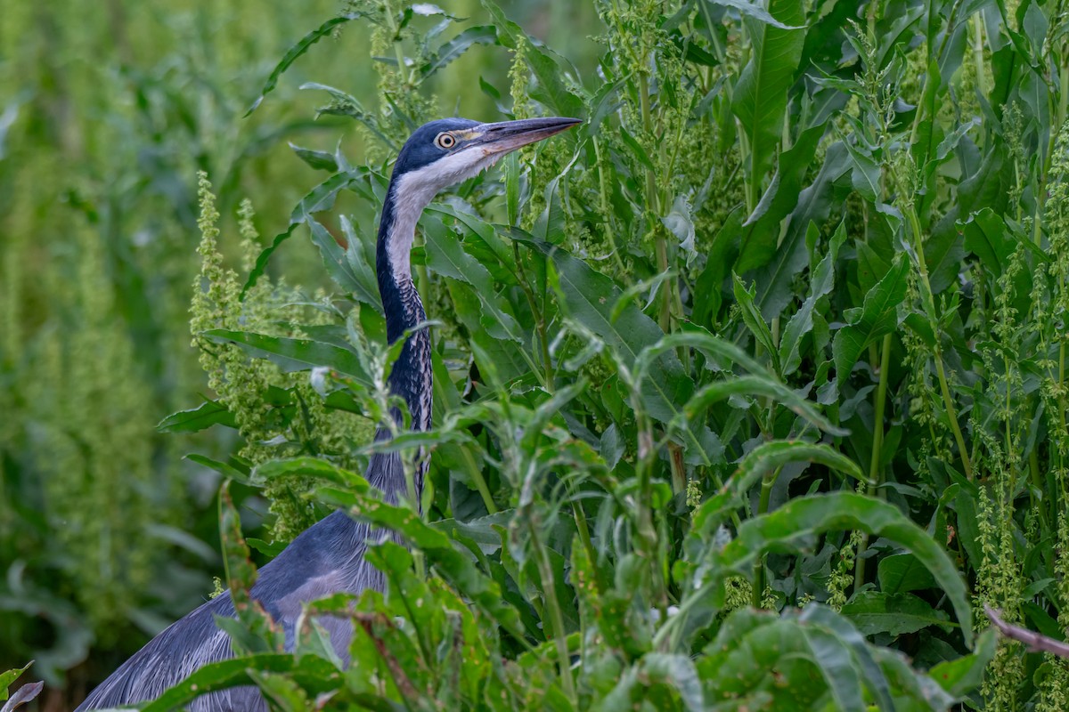 ズグロアオサギ - ML647179319