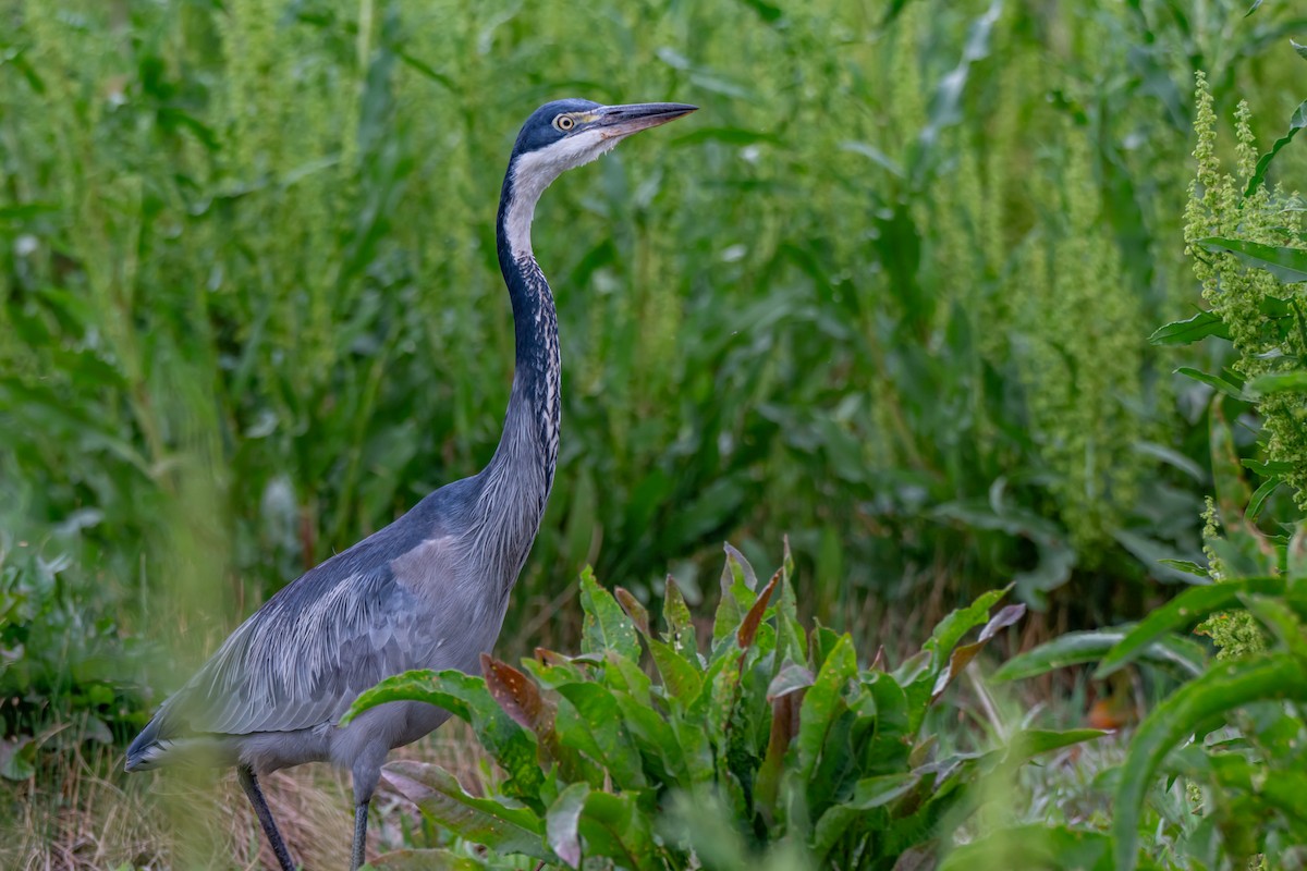 ズグロアオサギ - ML647179320