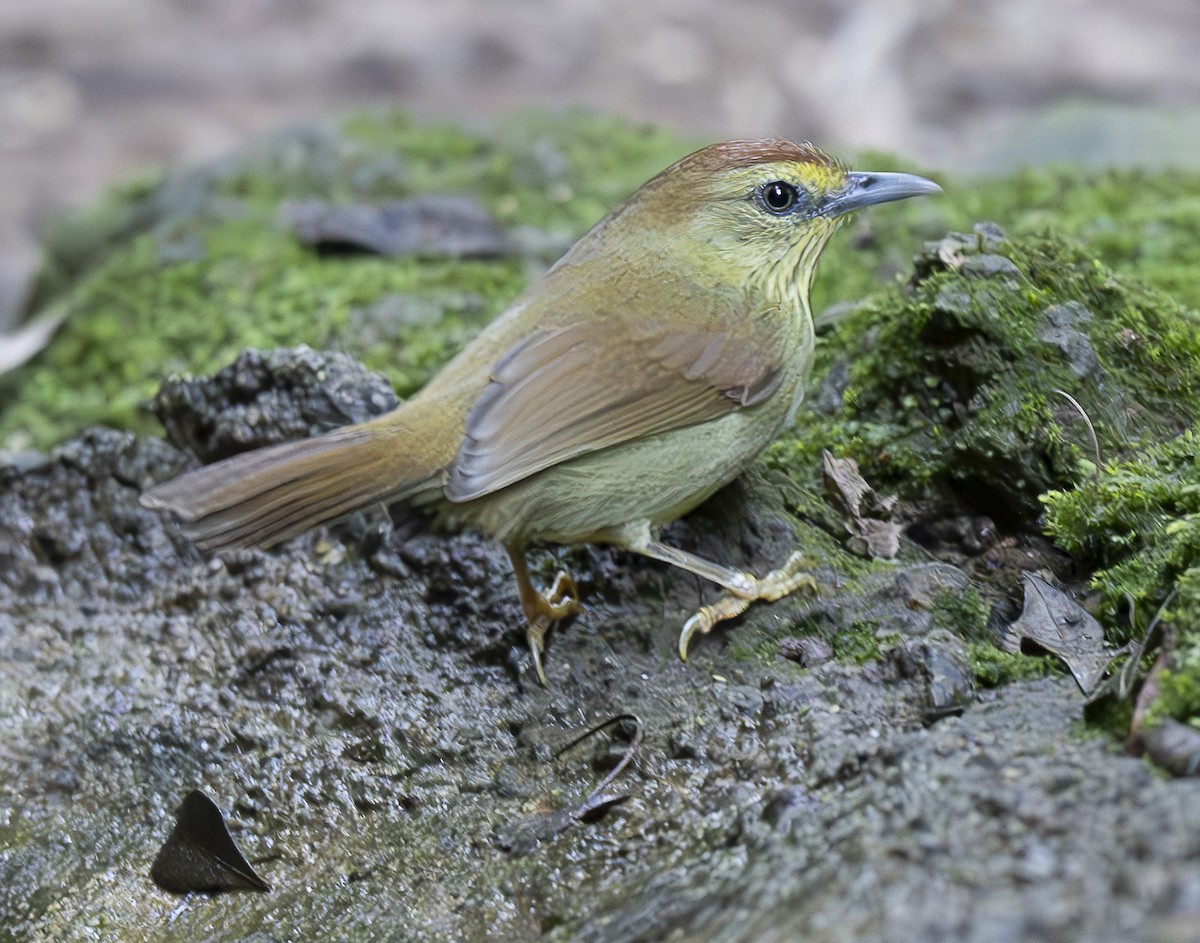 ムナフムシクイチメドリ - ML647179321