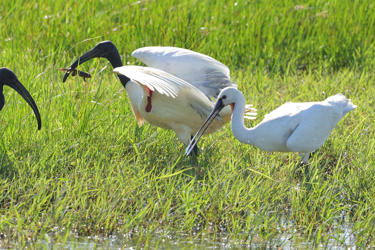 ヘラサギ - ML647179325