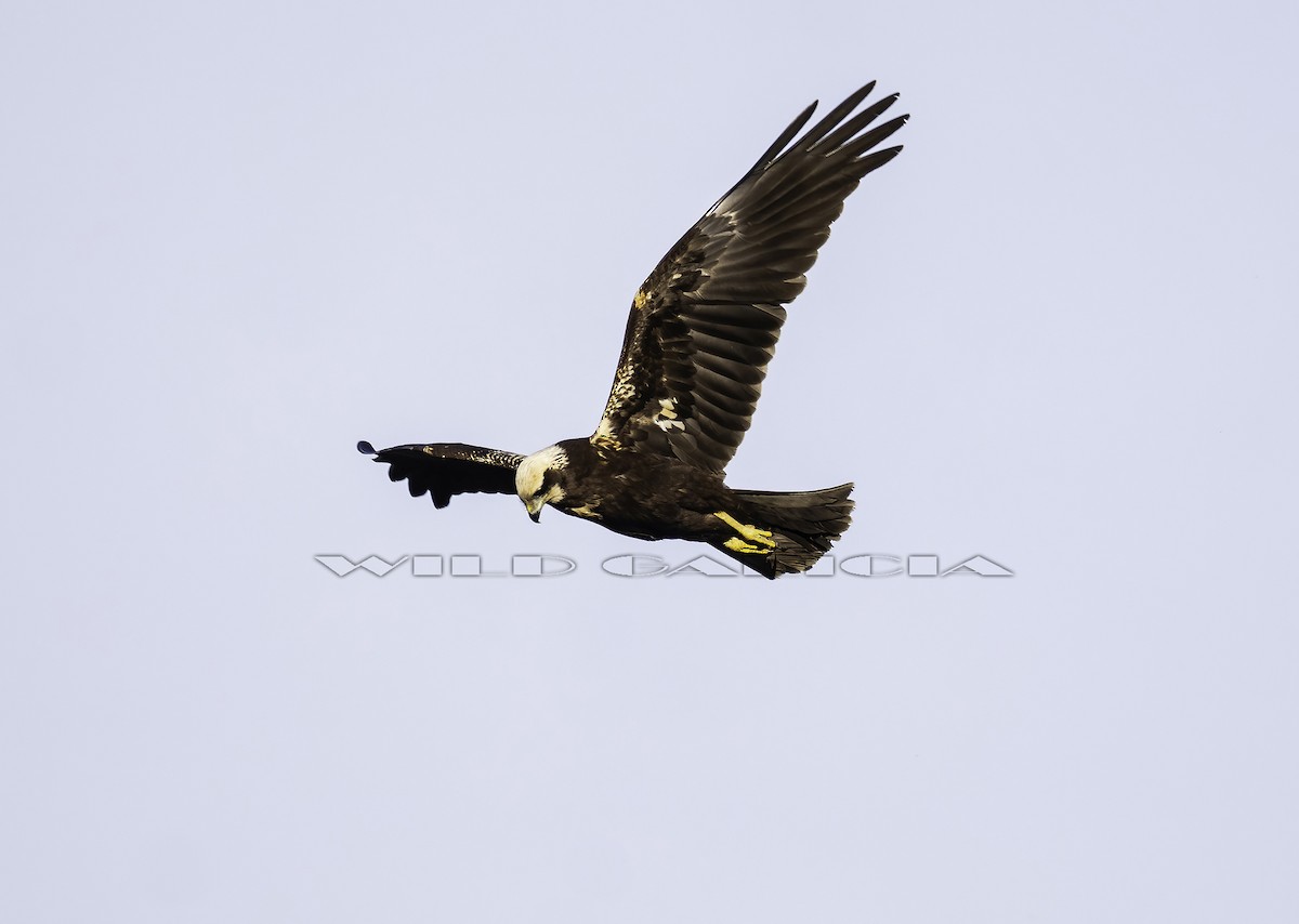 ヨーロッパチュウヒ - ML647179326