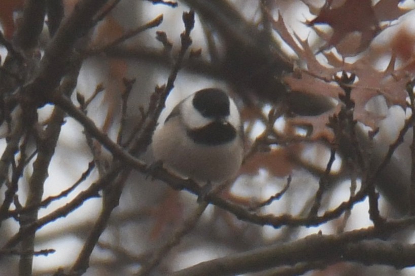 カロライナコガラ - ML647179328