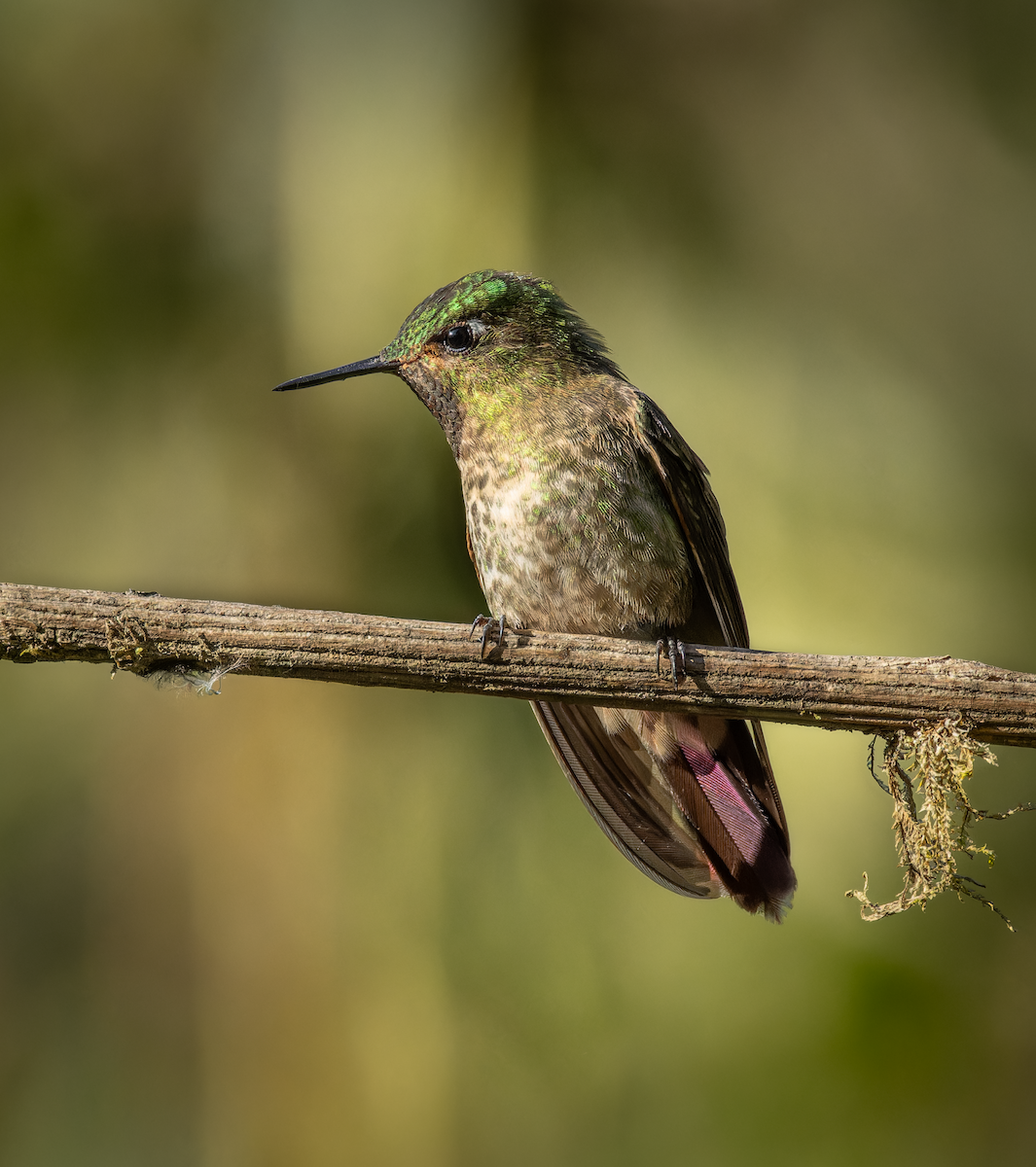 エメラルドテリオハチドリ（tyrianthina／quitensis） - ML647179331