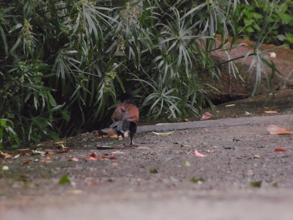 オオバンケン - ML647179333