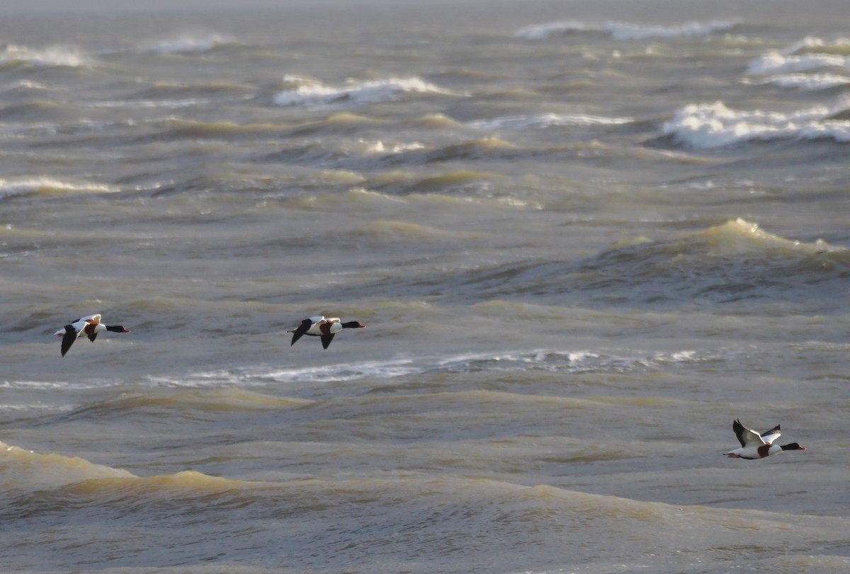 ツクシガモ - ML647179335