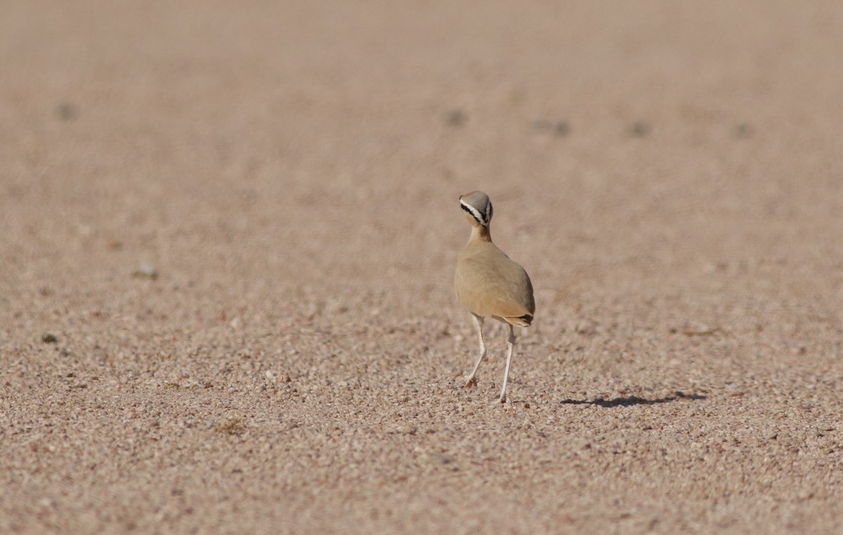 スナバシリ - ML647179337