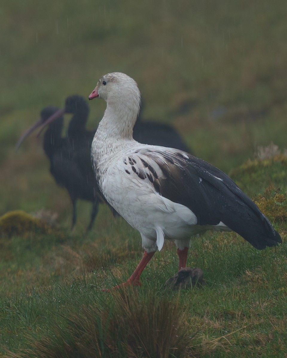 アンデスガン - ML647179338