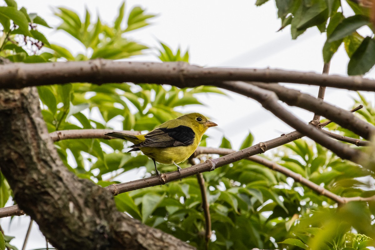 アカフウキンチョウ - ML647179339