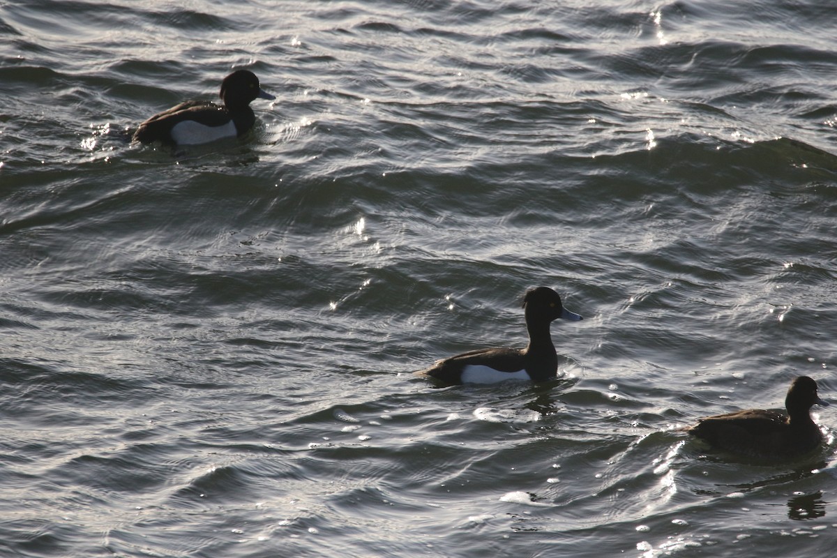 キンクロハジロ - ML647179340